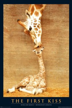 Первый поцелуй, Жирафы